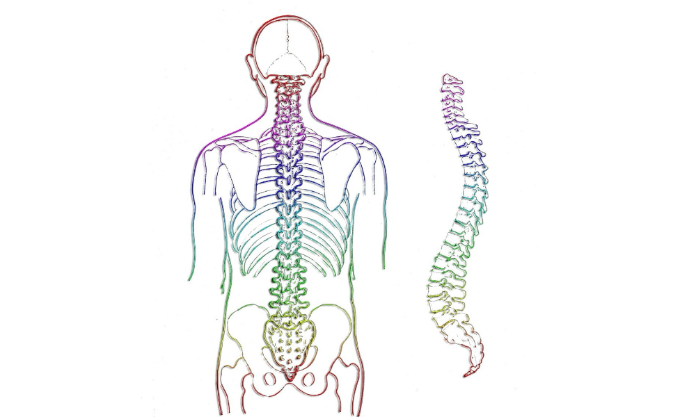 脳と脊髄をつなげる背骨