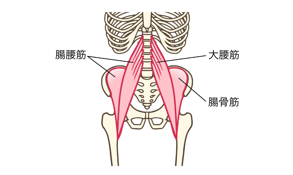 腸腰筋のイラスト