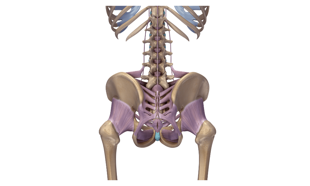 骨盤の靭帯